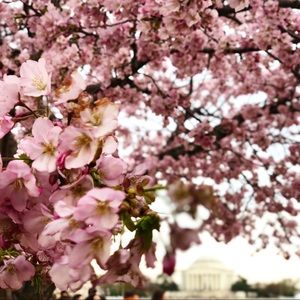 Meet your Posher, Wajiha